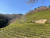 Boseong Tea Plantation – Worth the Journey for These Green Views