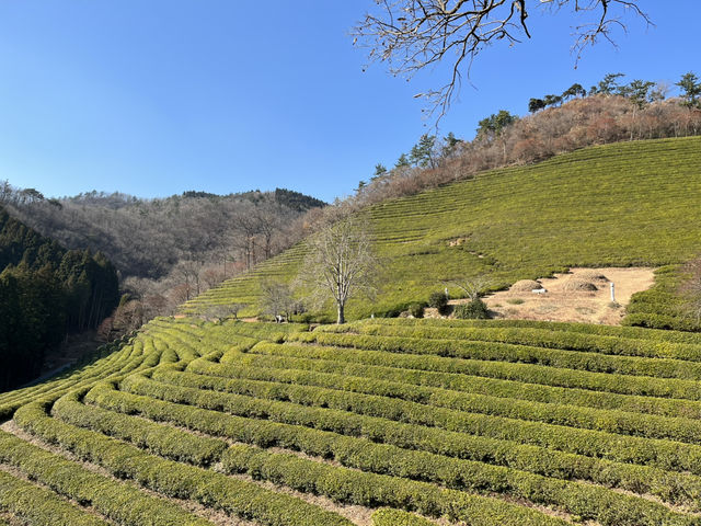 Boseong Tea Plantation – Worth the Journey for These Green Views
