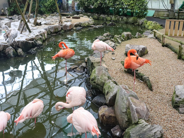 【島根県】 湖畔に広がる花と鳥のテーマパーク『松江フォーゲルパーク』🦉