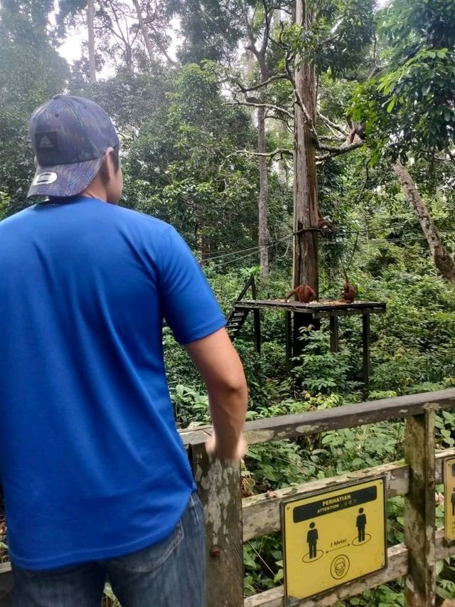 Itinerary: Sepilok Orang Utan Rehabilitation Centre - The Biggest Sanctuaries Orang Utan in Malaysia