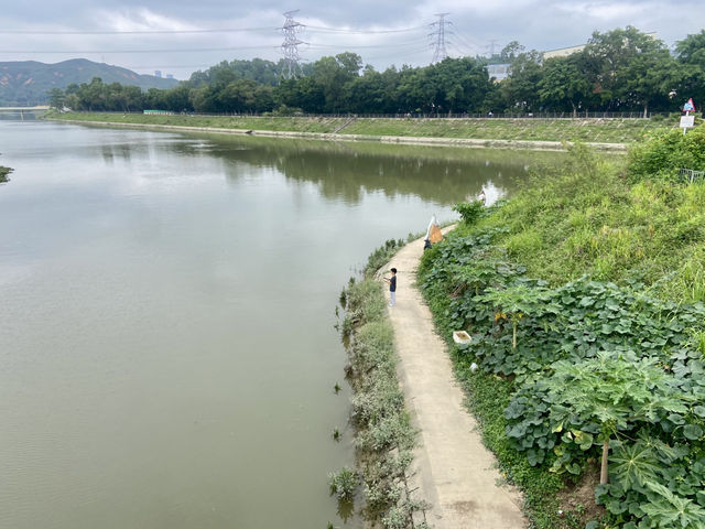 端午節好去處✨ 河上鄉塱原濕地🪷 荷花田隱世賞花美景 