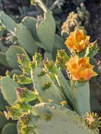 Desert Botanical Garden – Nature’s Art in the Arizona Sun
