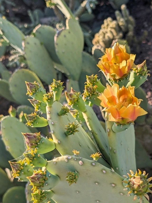 Desert Botanical Garden – Nature’s Art in the Arizona Sun