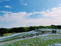 『 国営ひたち海浜公園 』