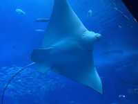 【美ら海水族館｜海の神秘に包まれる沖縄の人気スポット】 世界に誇る！ジンベエザメとマンタが泳ぐ大水槽に感動