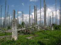 Bavarian Forest National Park – Germany’s First Wilderness Sanctuary