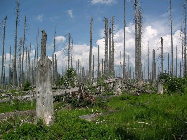Bavarian Forest National Park – Germany’s First Wilderness Sanctuary