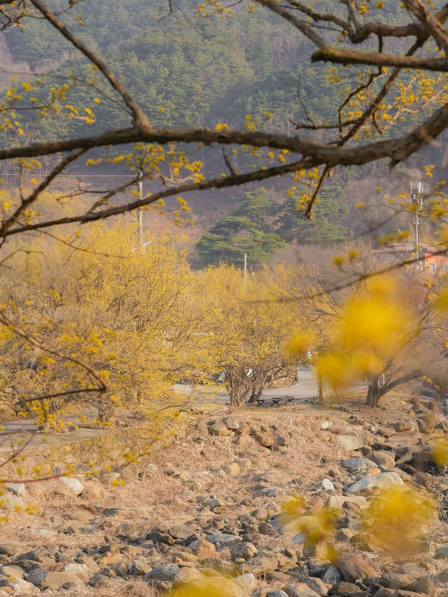 구례 산수유 마을에 노오란 산수유가 가득 피었습니다🌼