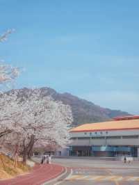 러너들에게 동화같은 벚꽃 트랙 명소“우슬체육관”