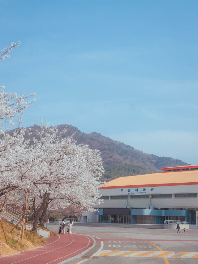 러너들에게 동화같은 벚꽃 트랙 명소“우슬체육관”