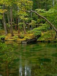 京都·西芳寺｜記憶裡的雨中苔島