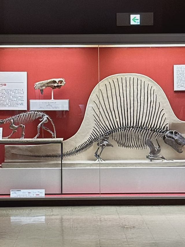 A Deep Exploration of Nature – My Visit to the Osaka Museum of Natural History 🦕
