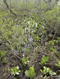 【尾瀬国立公園】湿原と高山植物に癒される、静寂のハイキング旅