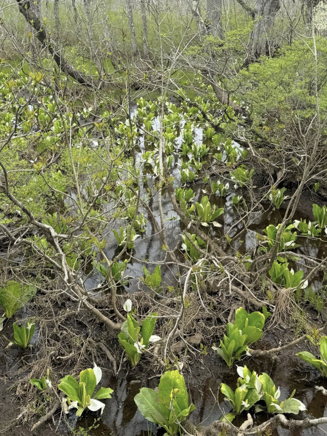 【尾瀬国立公園】湿原と高山植物に癒される、静寂のハイキング旅