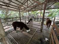 Farm In The City KL – A Fun and Hands-On Experience for the Whole Family