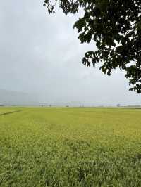 台东自驾景點推薦｜瑞穗牧場也有北海道感？】暴雨中拜訪瑞穗牧場，竟意外療癒