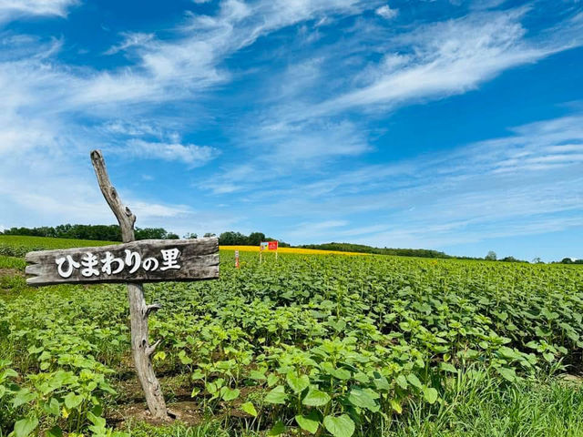 Hokuryu Sunflower Village
