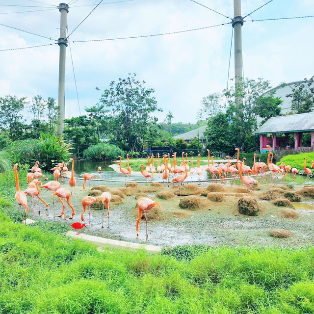 Wings of Wonder at Bird Paradise 🇸🇬