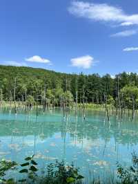 北海道 美瑛（四季彩之丘）（白金青池）（白鬚瀑布）、富良野（富田農場）