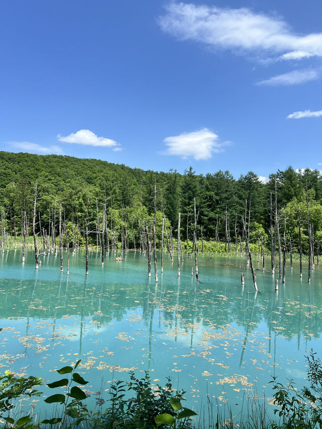 北海道 美瑛（四季彩之丘）（白金青池）（白鬚瀑布）、富良野（富田農場）