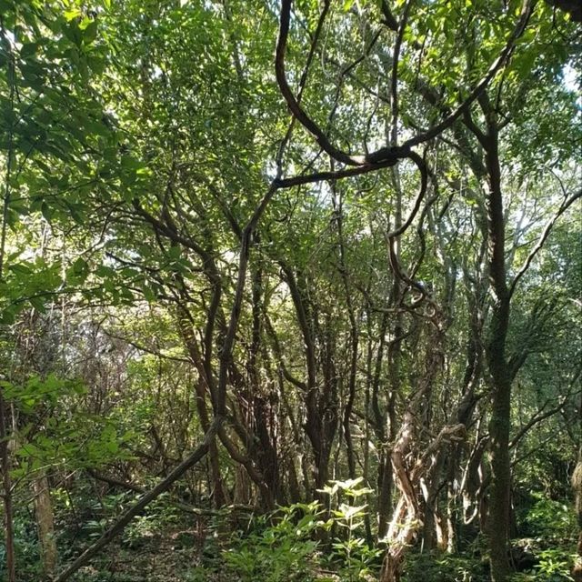 Nature Escape Vibes at Jeju Gotjawal Provincial Park