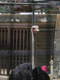 【神戸市立王子動物園】パンダもレトロ遊園地も！家族もカップルも楽しめる癒しスポット🐾🎡