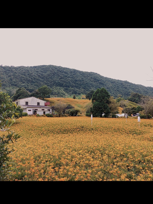 赤科山金針花｜藏在雲霧山巔的金黃奇蹟，花季限定的療癒仙境