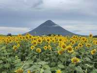 🌻鹿児島の自然を堪能できるスポット🌻