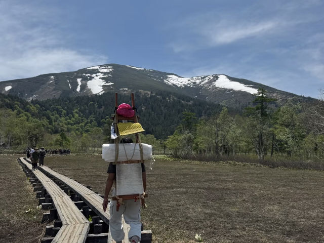 Hiking in Oze: Witnessing the Mizubasho in Full Bloom! 🌸🌲
