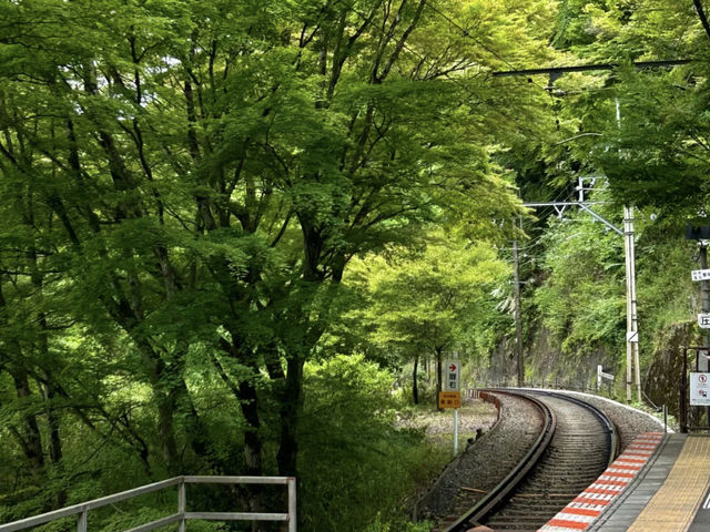 Eizan Electric Railway: My Journey on the "Train to the Green Forest"! 🌳🚃