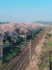 Funaoka Joshi Park – ซากุระริมรางที่สุดแสนโรแมนติก