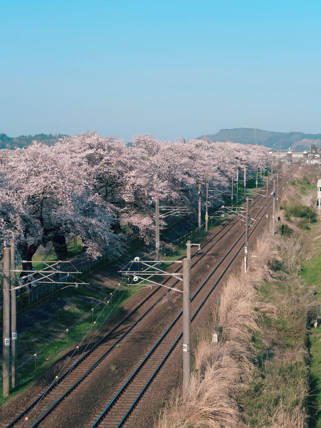 Funaoka Joshi Park – ซากุระริมรางที่สุดแสนโรแมนติก