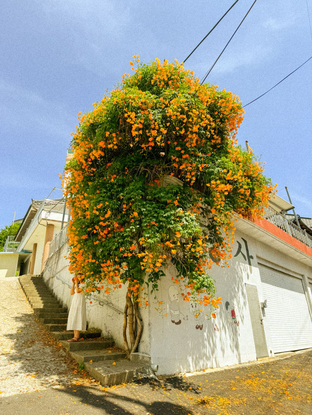 주황빛 여름 능소화로 물드는 거제 보광사🧡
