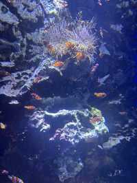 仙台うみの杜水族館🪼