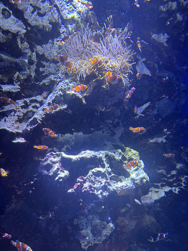 仙台うみの杜水族館🪼