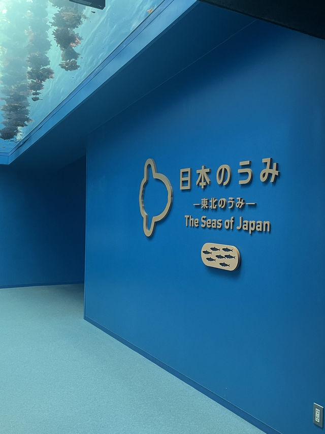 仙台うみの杜水族館🪼
