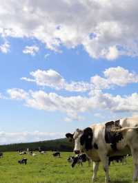 ナイタイテラス🐄⸒