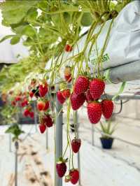 🚜 Uncle Andy Farm – Strawberry & More on the Way to Genting Highlands