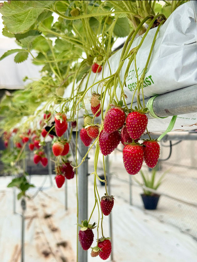 🚜 Uncle Andy Farm – Strawberry & More on the Way to Genting Highlands