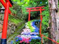 Blooming Wonders of Yanagidani Kannon