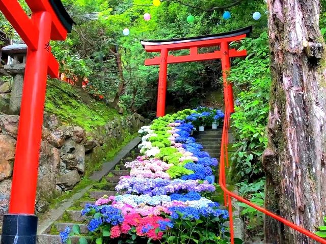 Blooming Wonders of Yanagidani Kannon