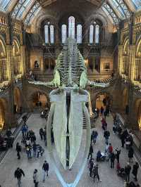 Walking With Dinosaurs At London’s Natural History Museum 