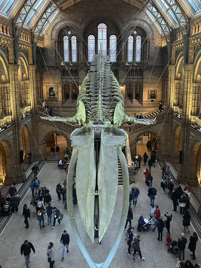 Walking With Dinosaurs At London’s Natural History Museum