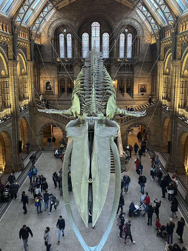 Walking With Dinosaurs At London’s Natural History Museum 