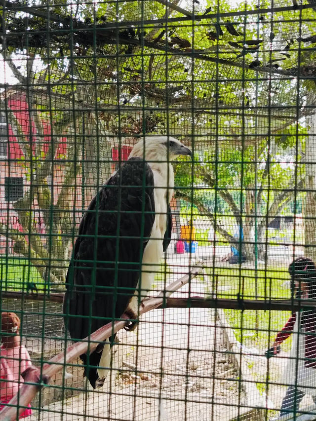 Durian, Deer, and Daylight, Only at Citra Kebun Wisata