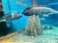 A Dive into the Deep at Aquaria KLCC