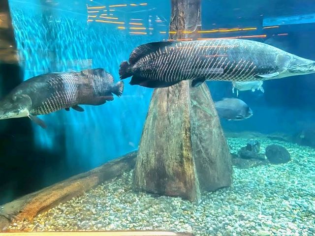A Dive into the Deep at Aquaria KLCC