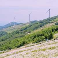 Solo Daydream at Yookbaek Majigi’s Daisy Field: Seoul’s Secret Flower Fantasy** 🌼✨