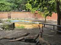 Komodo Dragons at Surabaya Zoo: A Wild Sight! 🦎🍖