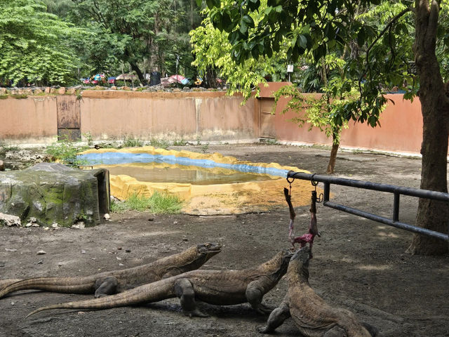 Komodo Dragons at Surabaya Zoo: A Wild Sight! 🦎🍖